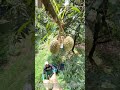 Cutting the Cord: Why Timing Turns Durian Harvests Into Gold