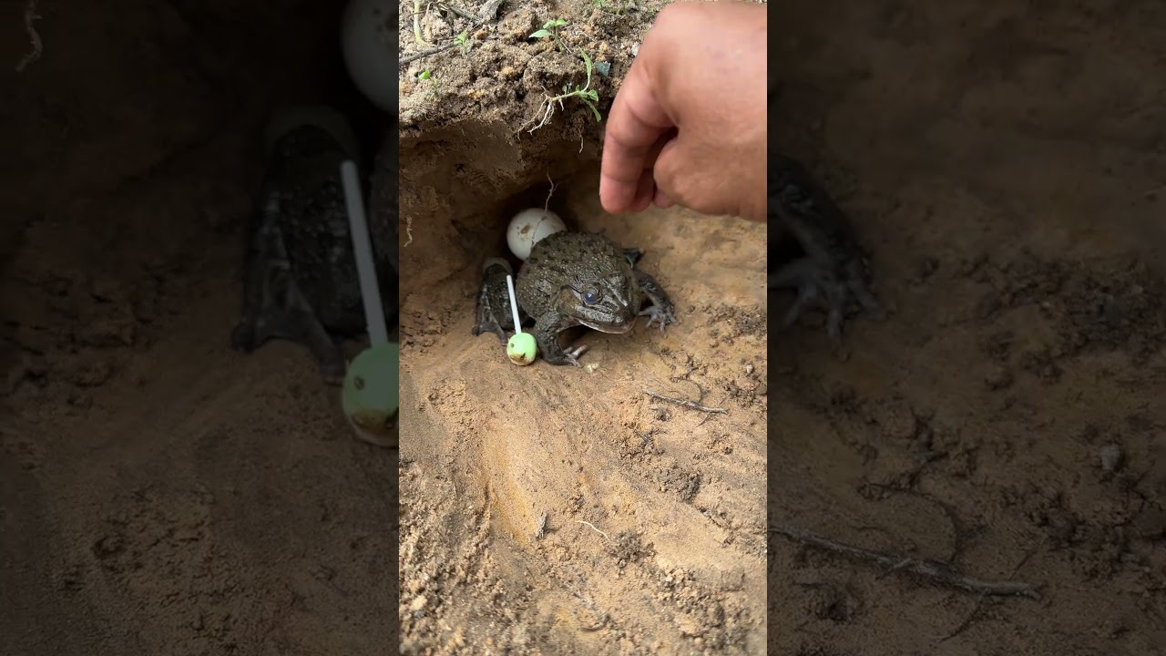 Meet the Greasiest Little Jumper: Frog Fails & Wins 