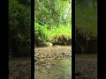 THE RIVER #shorts #short #shortvideo #nature #river #philippines #provincelife