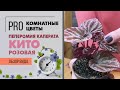 Пеперомия розовая Каперата Кито