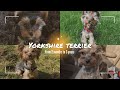 Yorkshire terrier toy (from 2 months to 3 years)