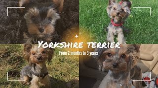 Yorkshire terrier toy (from 2 months to 3 years)