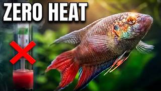 Stop Boiling Your Fish! 7 Coldwater Aquarium Fish - NO Heater