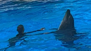 The legendary dolphin show in The Land of Legend 🐬