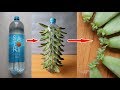 Trồng sen đá trong chai nhựa dễ như chơi | Growing stone lotus in plastic bottles is easy