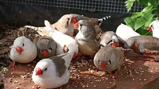 Finches feeding