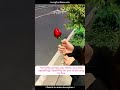 The Rotating Rose Heart Holds Secrets, Capturing Heartfelt Moments at the Box Opening