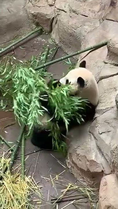 Panda  Eating Bamboo Leaves🐼🐼 #shorts