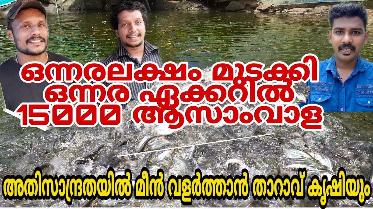 പാറക്കുളത്തിലെ പരീക്ഷണ വിജയം | Assamvala farming |Fish farming kerala
