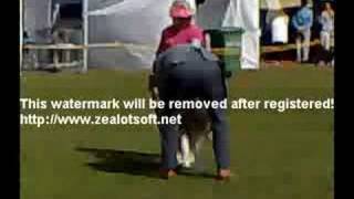 Siberian Husky - Bismris Aust Ch. Utopialand You N Me