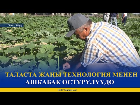 Video: Күзүндө ашкабак качан жыйналат?