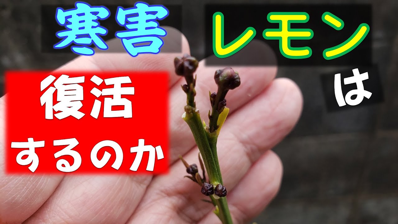 果樹栽培 レモンの鉢植え 1月の寒波で葉が落ちてしまったレモンの木は復活できるでしょうか Youtube