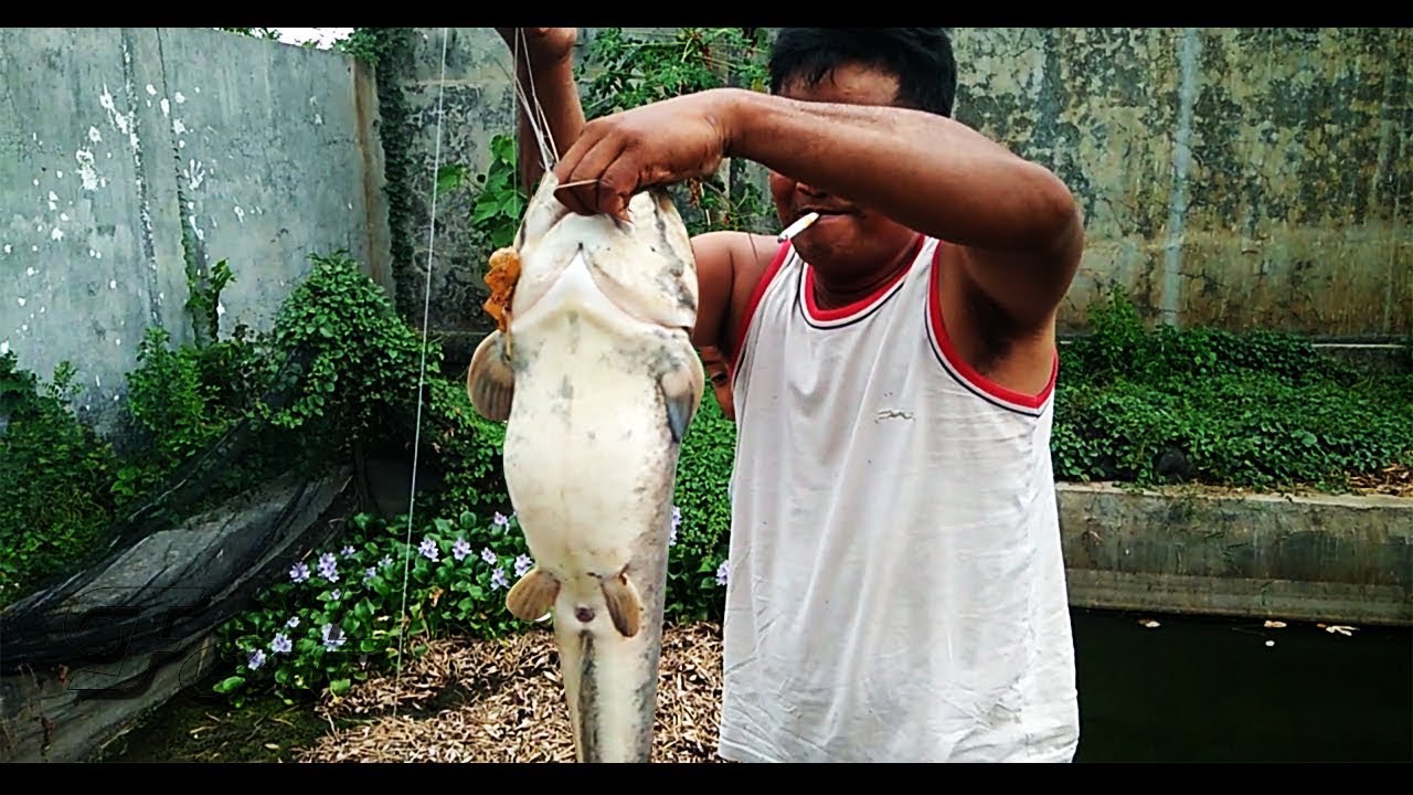 Fishing Videos 2017 - Fishing Big Catfish Caught Using Grasshopper Bait On The Pond