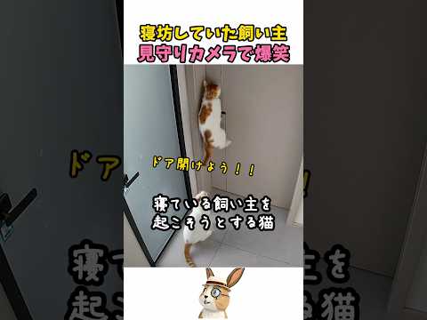ご飯をもらえなかった猫の反応