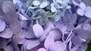 Flowers.wmv