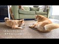 【生後3ヶ月】恐る恐る先住犬の姉柴を遊びに誘う弟柴。【4K】子犬のしつけ