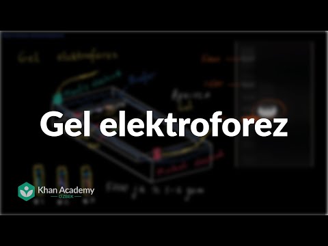 Video: Jel elektroforezini qanday yuklaysiz?