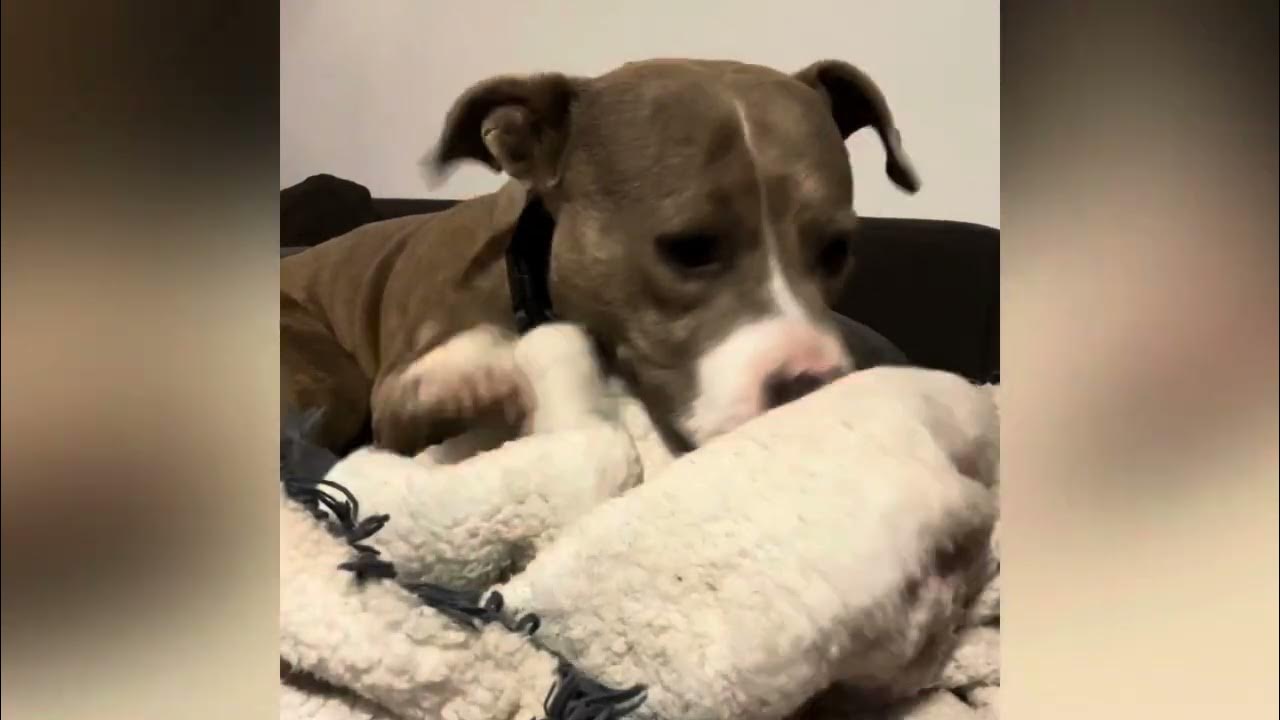 Willy three little pitties rescue youtube