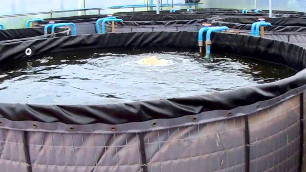 Piscicultura Tanque Elevado Reformada Pela Brasil Piscis - Vídeo 9