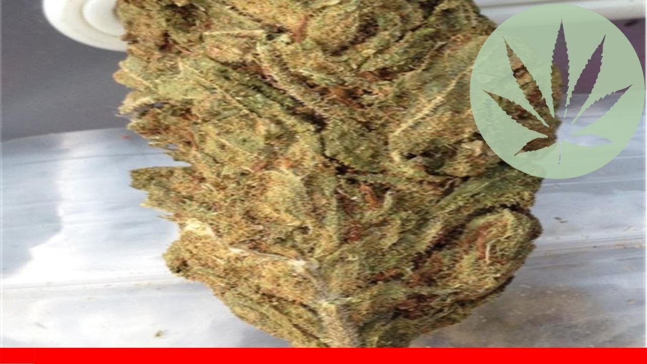 Green Haze - All About This Strain