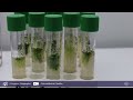 Uconews  un consorcio de algas y bacterias aumenta la produccin hidrgeno verde