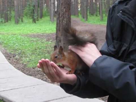 Совсем ручная. Белка ебучая Красноярск. Белки в Красноярске. Академгородок белки ГМО. Американец с ручной белкой.