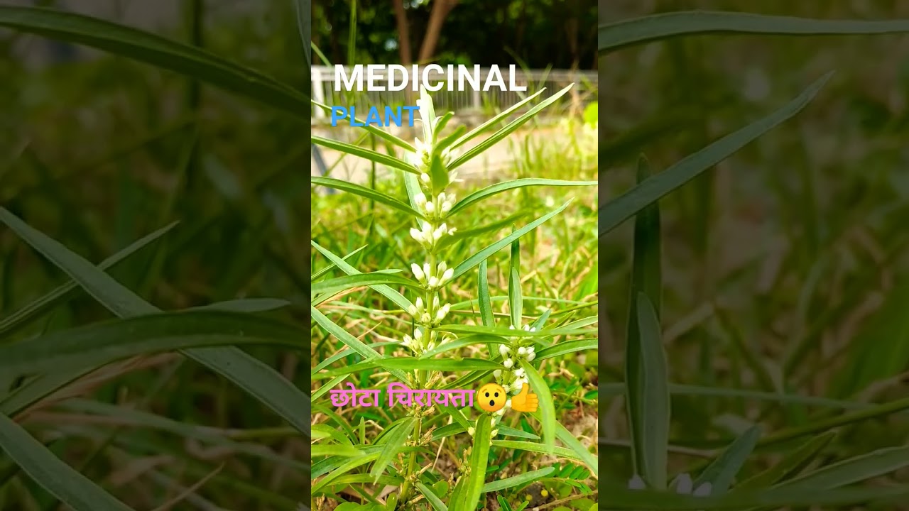 छोटा चिरायता/Enicostema littorale😯😯🌱🌱✔️💟💟💟➕👁️‍🗨️👁️‍🗨️👁️‍🗨️💊💊🔬🔬