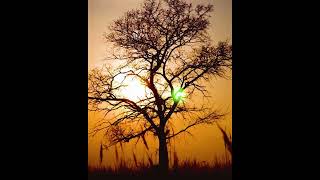 Nature Meditation and Relaxing|#meditation #relax #soft #shorts| Snoozed Alarm screenshot 4