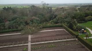 150 year old Lucombe oak felled at Heligan