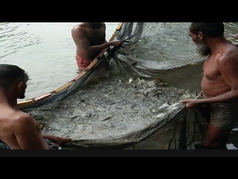 Fish Rui Katal A beautiful video of big Rui Katal Mrigel fish being hunted with sheep ...