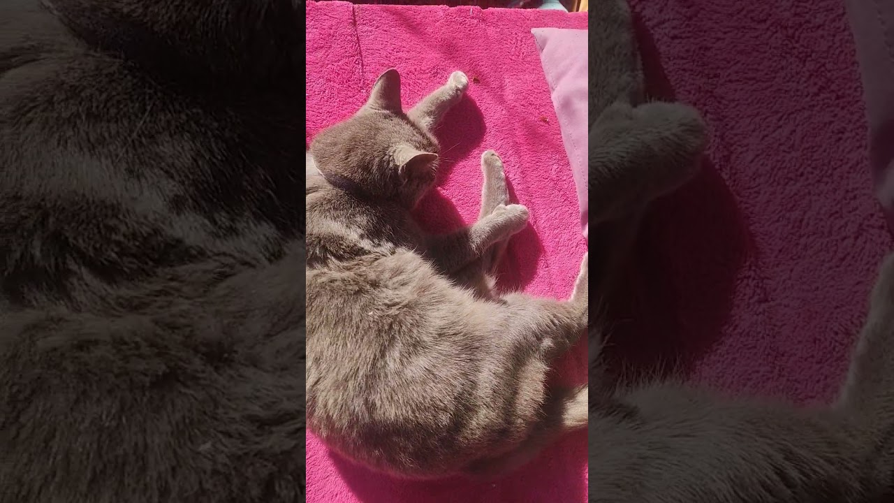 cat sleeping in sun in a cold day