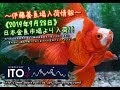【伊藤養魚場入荷情報】2019年9月28日　日本金魚市場より入荷しました!!