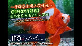 【伊藤養魚場入荷情報】2019年9月28日　日本金魚市場より入荷しました!!