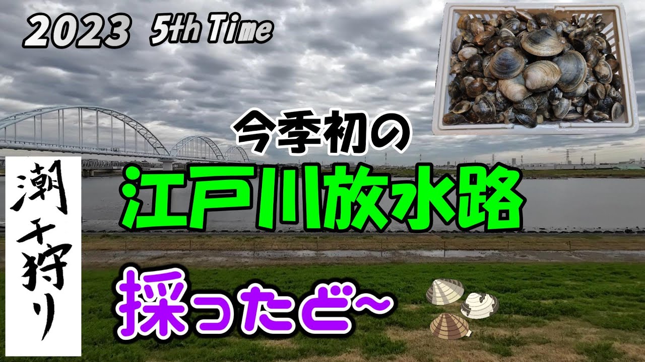 【潮干狩り】今季初の 江戸川放水路 3月下旬 大粒アサリ採れます😊