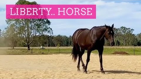 Liberty Horse Training Without Fences: A Step-By-Step Guide | LaraCoventryCox.com