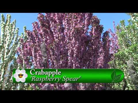 Video: Royal Raindrops Flowering Crabapple: Tipy na péči o 'Royal Raindrops