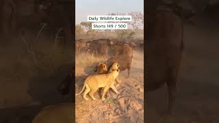 Dangerous Lion Attack on Buffalo 😱 #shorts