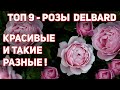 Розы Delbard - одни из самых дорогих роз в мире! Красивейшие, изысканные.