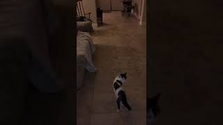 My cats see a ghost! CRAZY! At 2:19 cat tries to grab orb! SHARE if you like it!