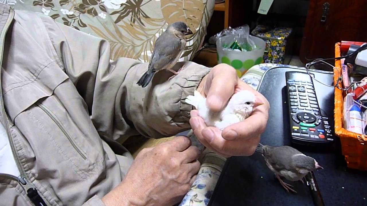 手乗り文鳥との遊び方 福岡県手乗りインコ専門店ペットミッキン 添田町 Youtube 手乗り文鳥との遊び方 福岡県手乗りインコ専門店ペットミッキン 添田町 Youtube