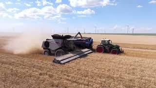 Harvesting Wheat with the Falcon Stripper Header on a Gleaner Combine.