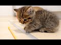 The reaction of a kitten who received a toy for the first time in his life is cute