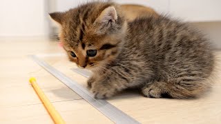 The reaction of a kitten who received a toy for the first time in his life is cute