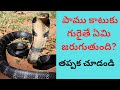 పాము కాటు లక్షణాలు మరియు విష రకాలు