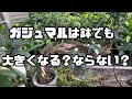 ガジュマルは鉢では大きくならない？大きくなる？