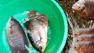 Mencari ikan warna warni, ikan lele, ikan hias, ikan koi, ikan cupang, kurakura, bebek, part 7