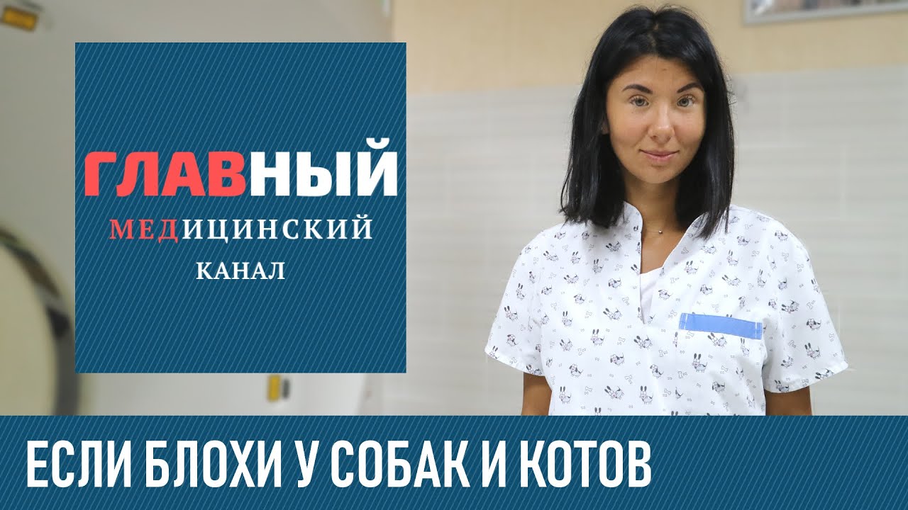 Блохи у собаки, кота и кошки. Что делать? Как вывести блох у собаки ...