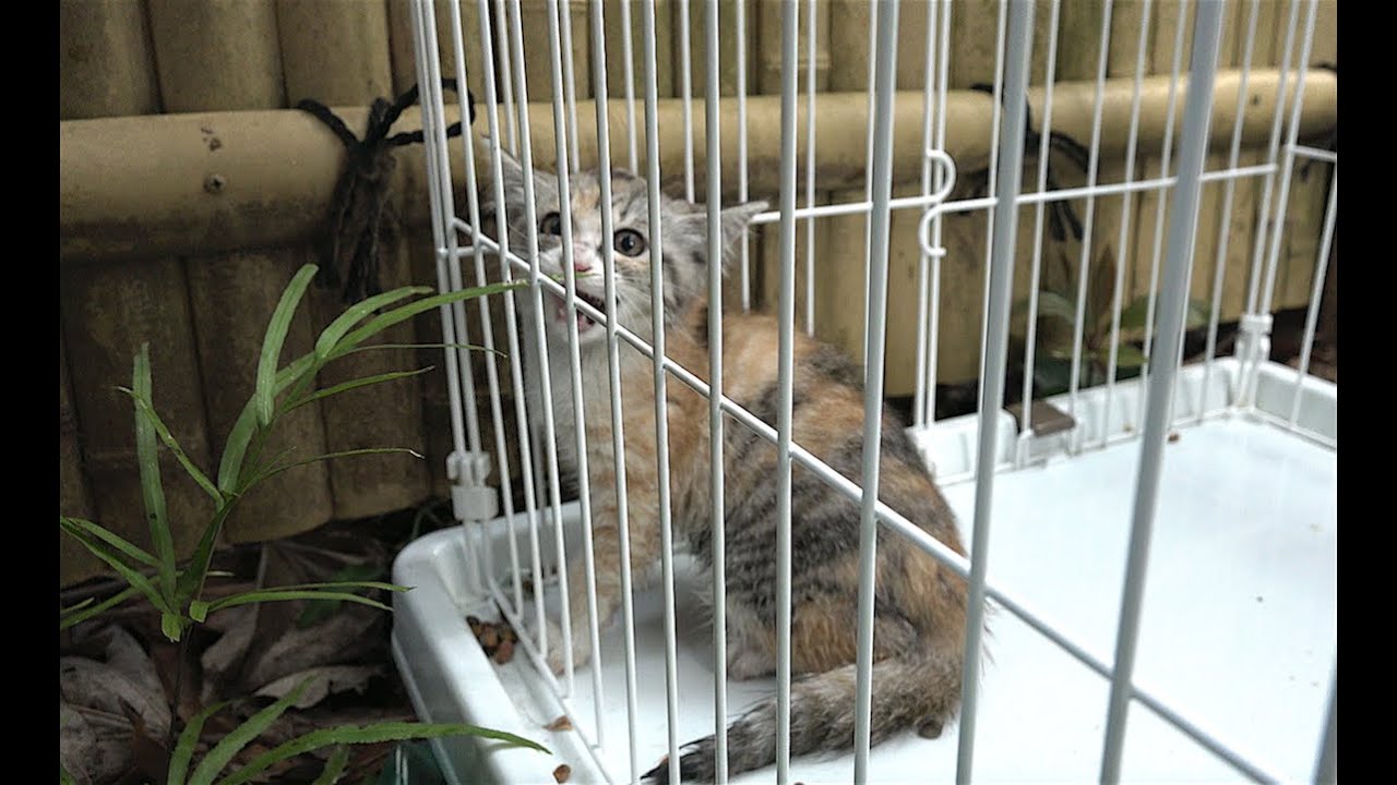 Feral cat Rescue. Foster Parents Wanted.  野良子猫を保護