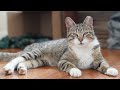 Frankie the street cat finds a home