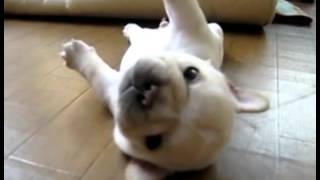可愛い犬の赤ちゃん Youtube